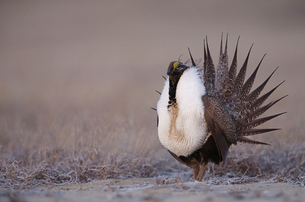 Feds to Announce Over $200 Million Sage Grouse Conservation Plan That Could Impact Energy, Agriculture Industry in 11 States