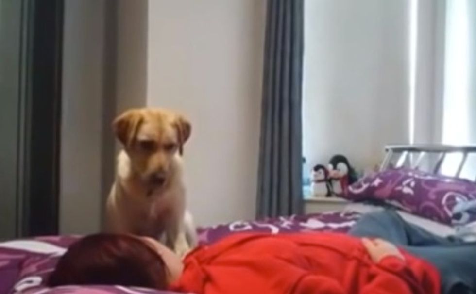 Epileptic Woman Struggled With Posting This Video Because 'It's Incredibly Embarrassing,' but Just Watch What Her Dog Does to Help
