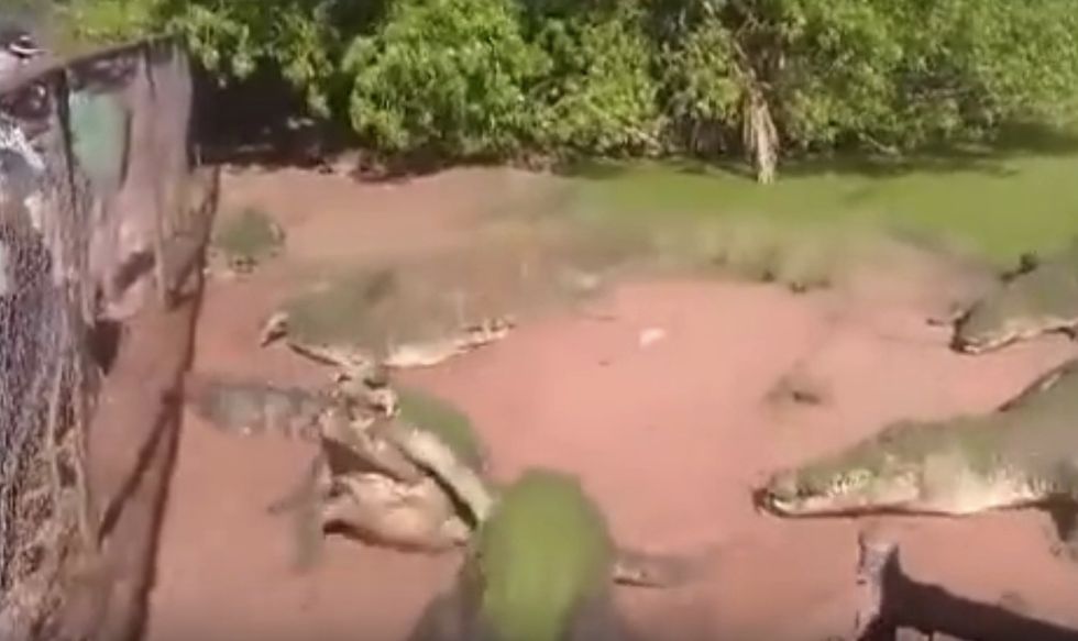 Zoo Crocodile Caught on Video Clamping Down on Fellow Croc's Limb. Then Things Took a More Graphic Turn.