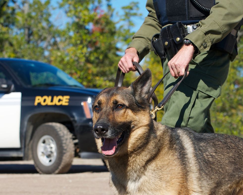 Handlers 'Distraught' After Two K-9 Dogs Die in Hot Car After Air Conditioning Malfunctioned