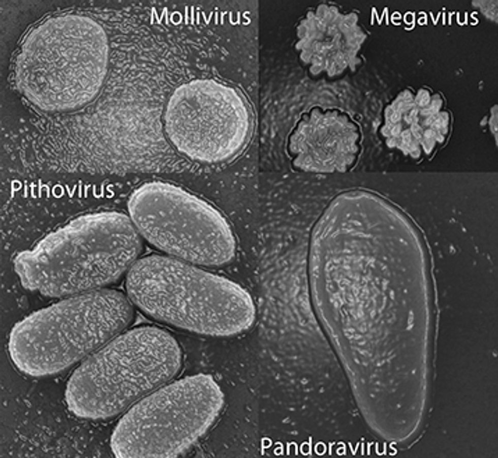 New 'Giant' Virus Reanimated After Being Frozen in Ice for 30,000 Years — Why Scientists Say It 'Should Be of Concern\