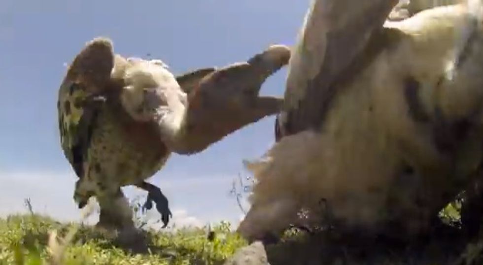Got a Strong Stomach? Here's the POV Video of Vultures Making a Meal Out of a Wildebeest Carcass