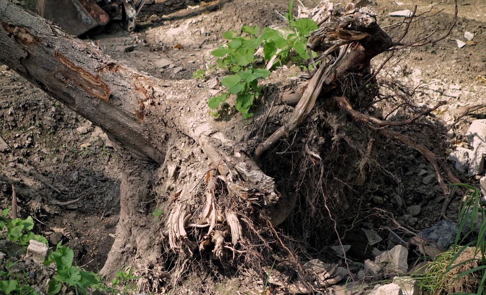 A Storm Blew Over a 215-Year-Old Tree and Unearthed a Medieval Mystery