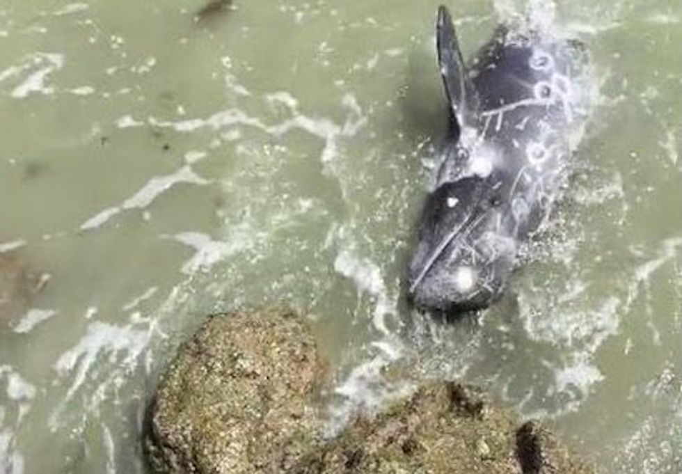 Difficult to Witness': Video Captures 'Terrified' Dolphin's Final Act As It Tries to Escape Hunters