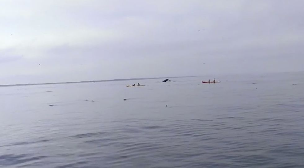 Onlookers Were Out Kayaking in California When 'Within Seconds' They Witnessed 'Very Scary' Incident