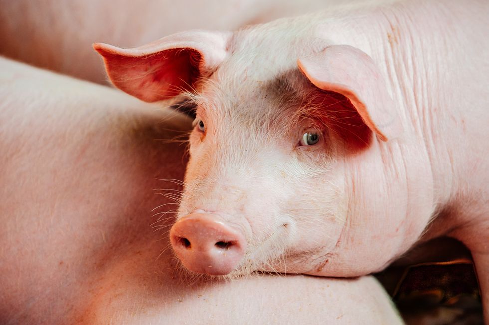 Animal Rights Group Blasts 'Incredibly Violent Experiment' in Which Researchers Shot Live Pigs in the Head to Study Blood Spatter