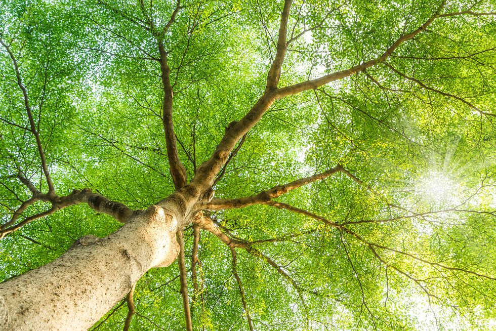 Here's the Most Comprehensive 'Tree of Life' Created to Date With 2.3 Million Species