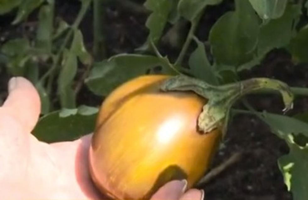 Tomelon'? Only Watermelon and Tomatoes Were Growing in This Garden, but a Plant Expert Explains What This Unusual Fruit Might Be
