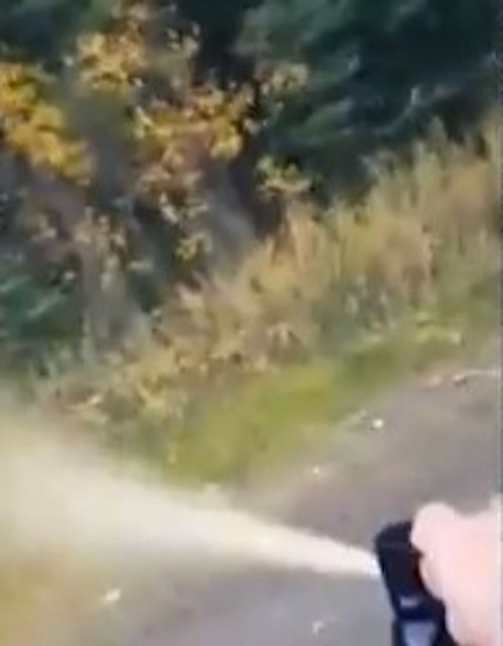 It Was an Eye Opener': Runner Was Glad to Have Bear Spray on Hand for Trail Jog. Watch the Video and You'll See Why.