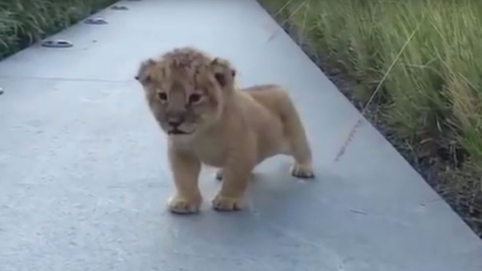 Watching this little lion roar is exactly what you need right now