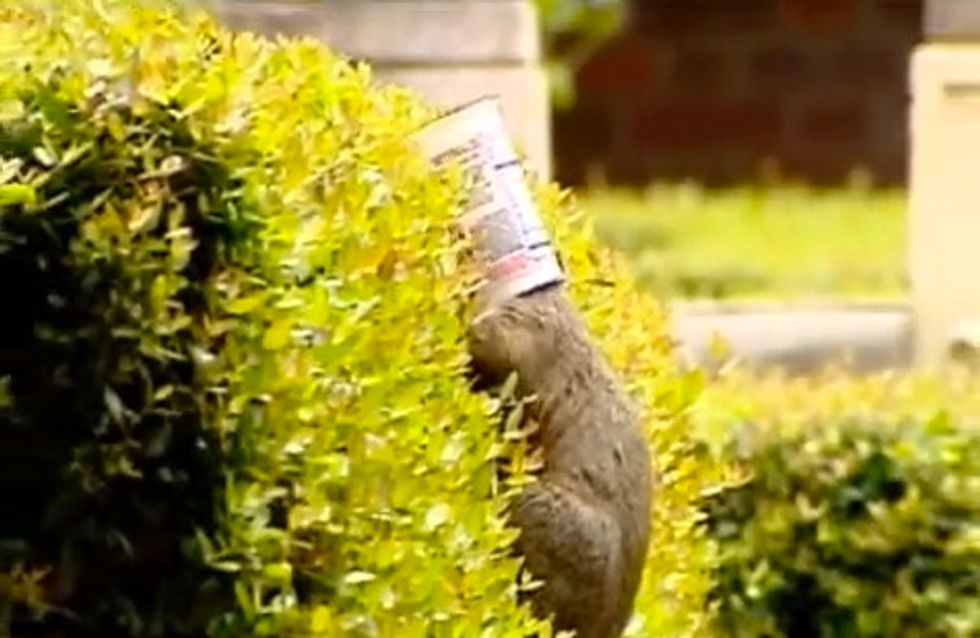 Squirrels, Skunks Getting Heads Stuck in Yogurt Cups Die a 'Horrible