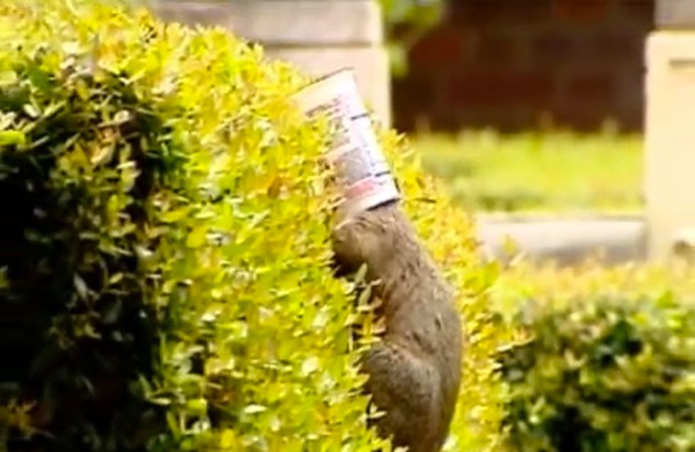 Squirrels, Skunks Getting Heads Stuck in Yogurt Cups Die a 'Horrible Death