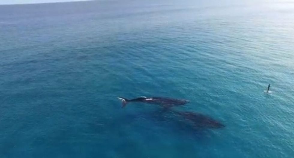 Mesmerizing' Drone Video of a Paddleboarder Gives Some Perspective on Just How Huge Whales Really Are