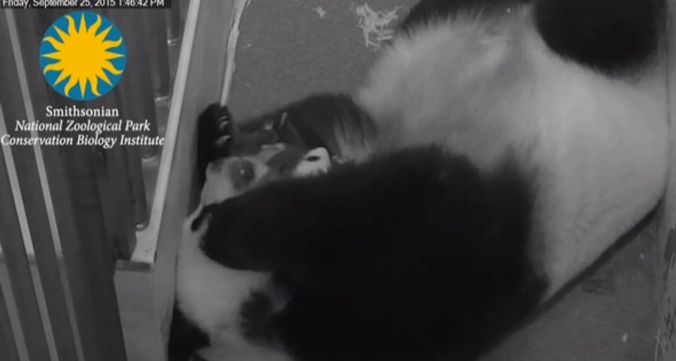 Want to start your morning off with something adorable? Watch the baby panda 'Bei Bei' sneeze
