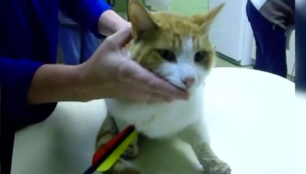 Heartbreaking Picture of a Cat Shot Through With an Arrow: 'This Cat Is Someone's Pet