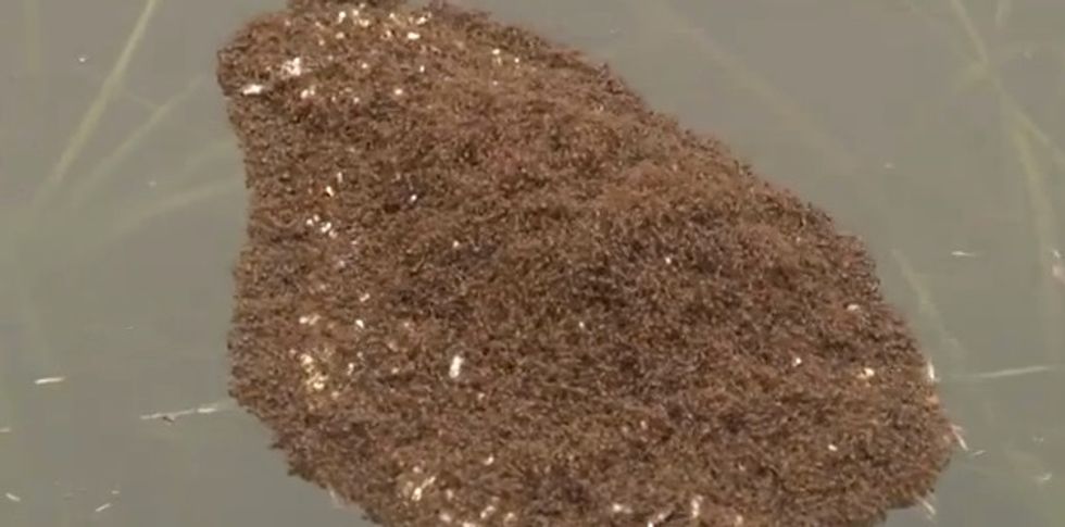 Look Closely, That's Not a Pile of Mud. Fire Ants Show Off Their Survival Technique Amid Historic Flooding