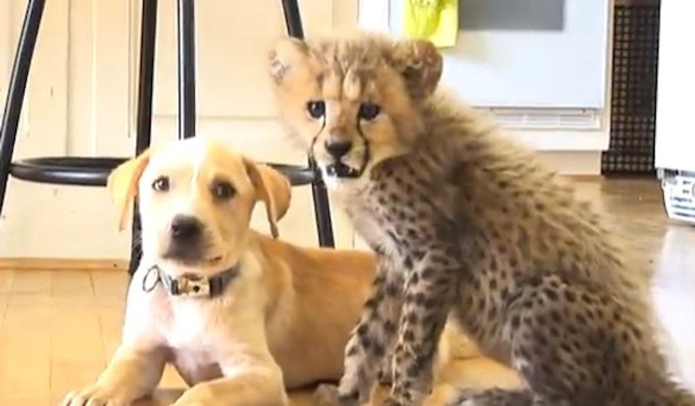 Cheetah Cub and Rescued Lab Puppy Develop 'Brother-Like' Bond