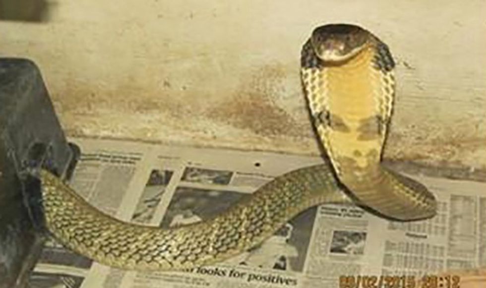 A Florida Woman Heard Hissing From Under Her Dryer. It Ended Up Being an 8-Foot-Long Snake on the Loose for a Month