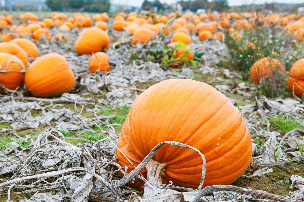 Already Looking Forward to a Thanksgiving Pumpkin Pie? Why Experts Say You Might Want to Buy This Key Ingredient Now