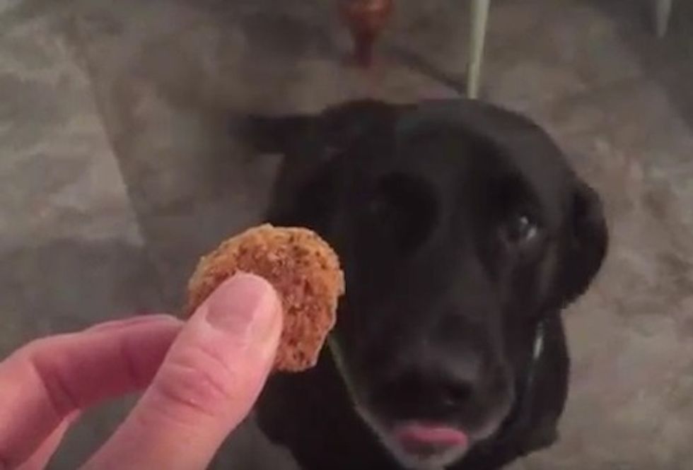 Dog going 'nuts for his doggie dental biscuits' exemplifies how you should feel about it being Friday
