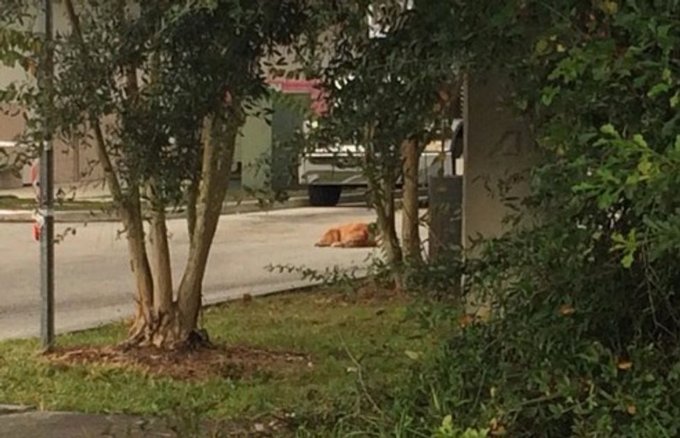 A Dog Was Noticed Lying in the Street. Then, People Realized Why It Was Waiting in One Spot