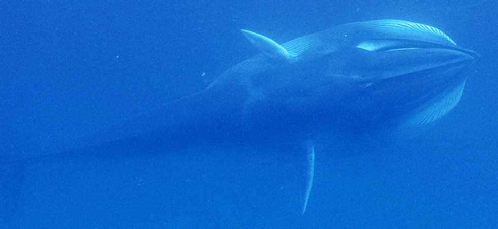 Mysterious Whale Samples' Found to Be From Elusive Species That Has Now Been Filmed in the Wild for the First Time