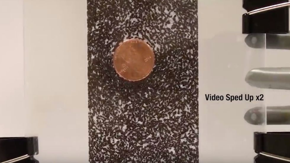 Professor Says 'Ants Are Like No Living Thing on Earth,' Then Shows You Exactly Why in New Video