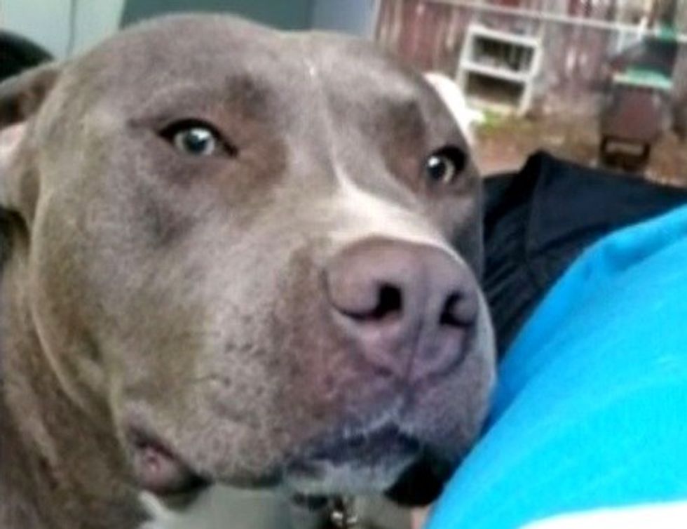 Dog That Went Missing in Texas Found 2,000 Miles Away Months Later in California