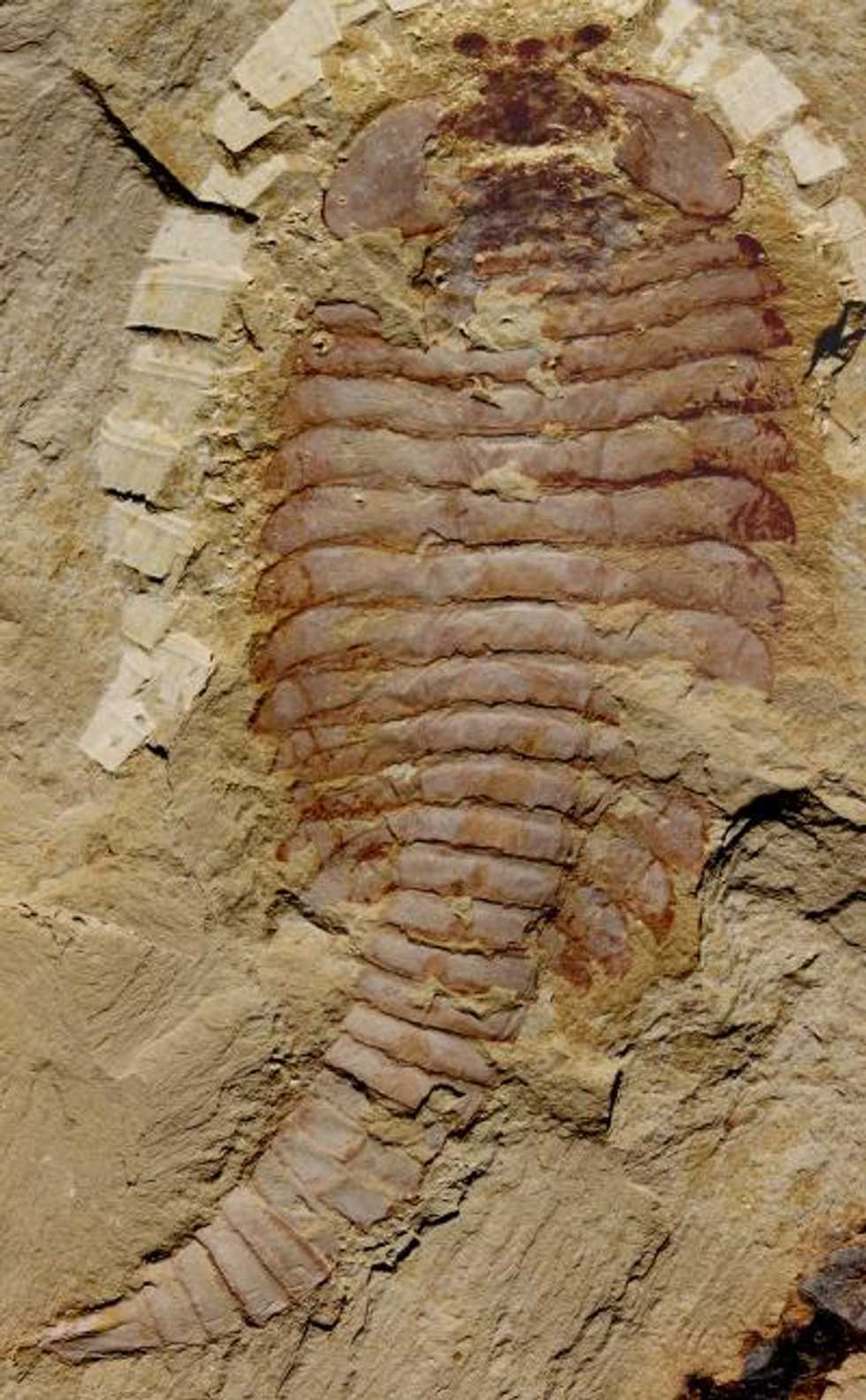 Paleontologists' Discovery of Fossilized Brains Serves to 'Demolish' a Long-Held Assumption