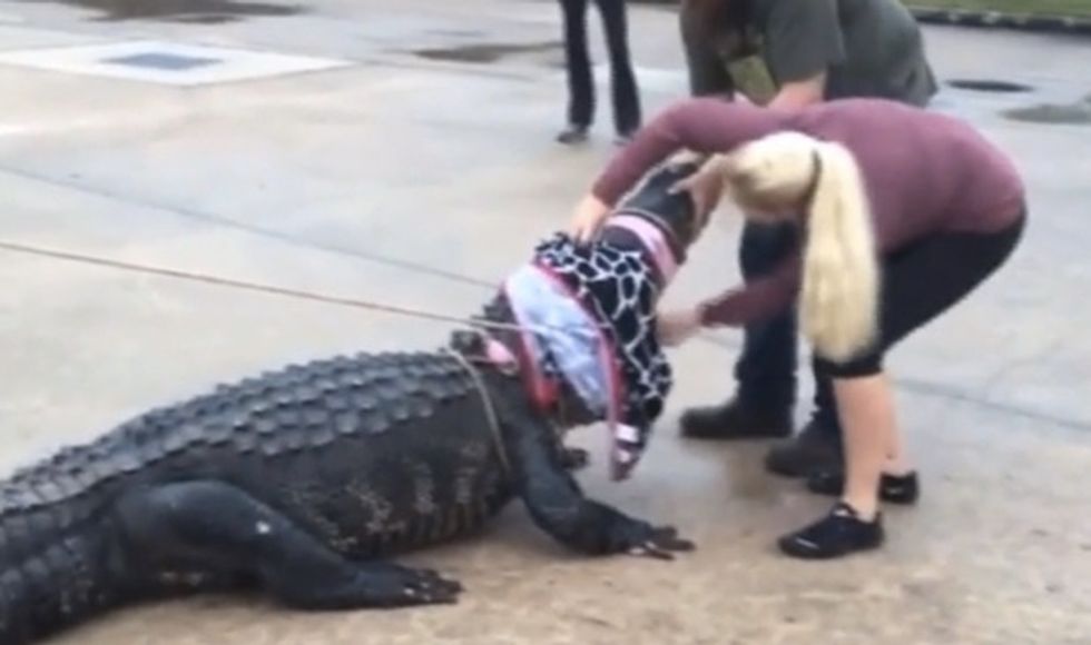 Tiny Texas Woman Wrangles 12-Foot, 800-Pound Alligator in Mall Parking Lot