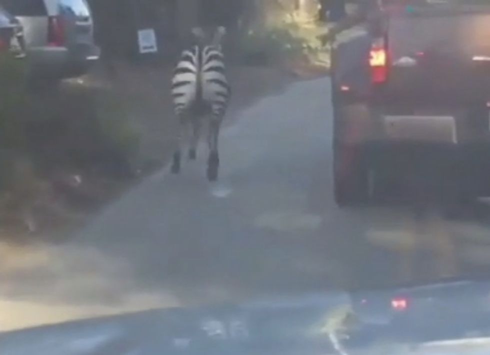 Zebras Escape From Circus, Caught on Video Running Through Philadelphia Streets