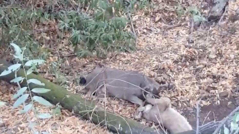 Hiker 'Flabbergasted' When He Came Across a Mountain Lion in Battle With a Four-Point Buck. Of Course He Caught It on Camera.