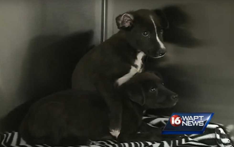 They Put Them in Here to Drown': Where a Man Found a Pair of Abandoned Puppies Will Likely Break Your Heart
