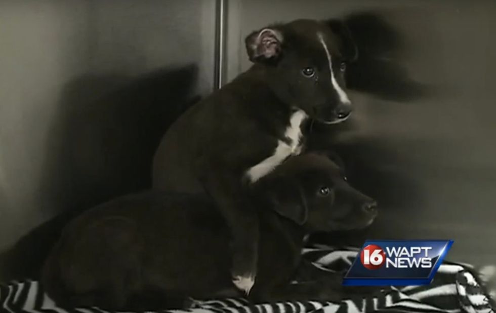 They Put Them in Here to Drown': Where a Man Found a Pair of Abandoned Puppies Will Likely Break Your Heart