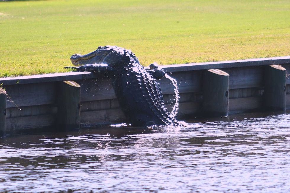 Goliath the Gator' Defends His Golf Course