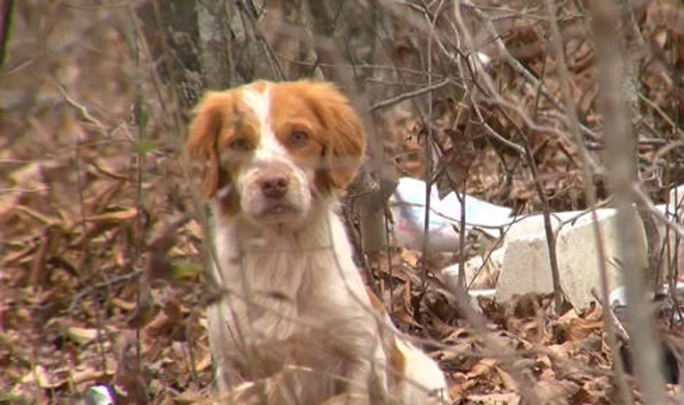 Woman's 46 Malnourished Dogs Feasted on Her Corpse After She Died of Hepatitis C — Police Say They Had No Choice but to Shoot Dozens of Them