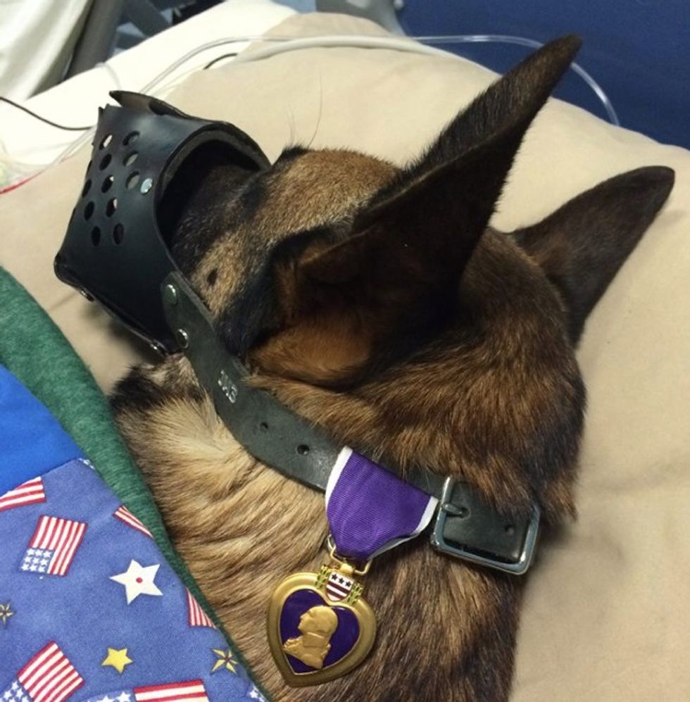 After Soldier and His Dog Are Injured by IED Blast, the Pair Share Same Hospital Room — and a Touching Photo With a Purple Heart Goes Viral