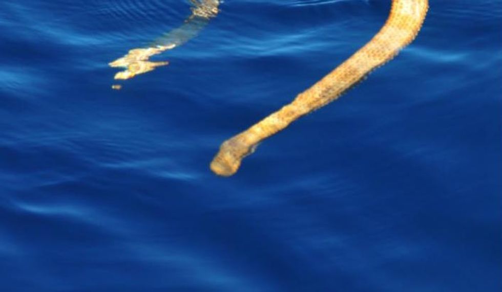 Scientists ‘Blown Away’ by What Wildlife Official Discovered in ‘Plain Sight’ Off Australian Coast