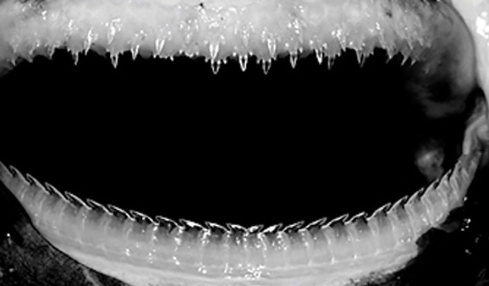 See the New Shark Scientists Just Discovered in the Deep Ocean: 'We're Not Totally Sure What This One Is Eating
