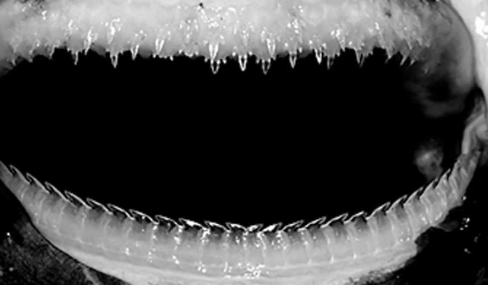 See the New Shark Scientists Just Discovered in the Deep Ocean: 'We're Not Totally Sure What This One Is Eating