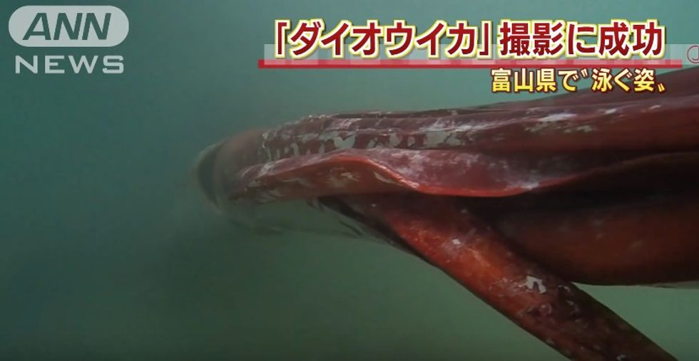 Japanese Fisherman Captures 'Very Rare' Sea Creature on Camera: 'My Curiosity Was Bigger Than Fear
