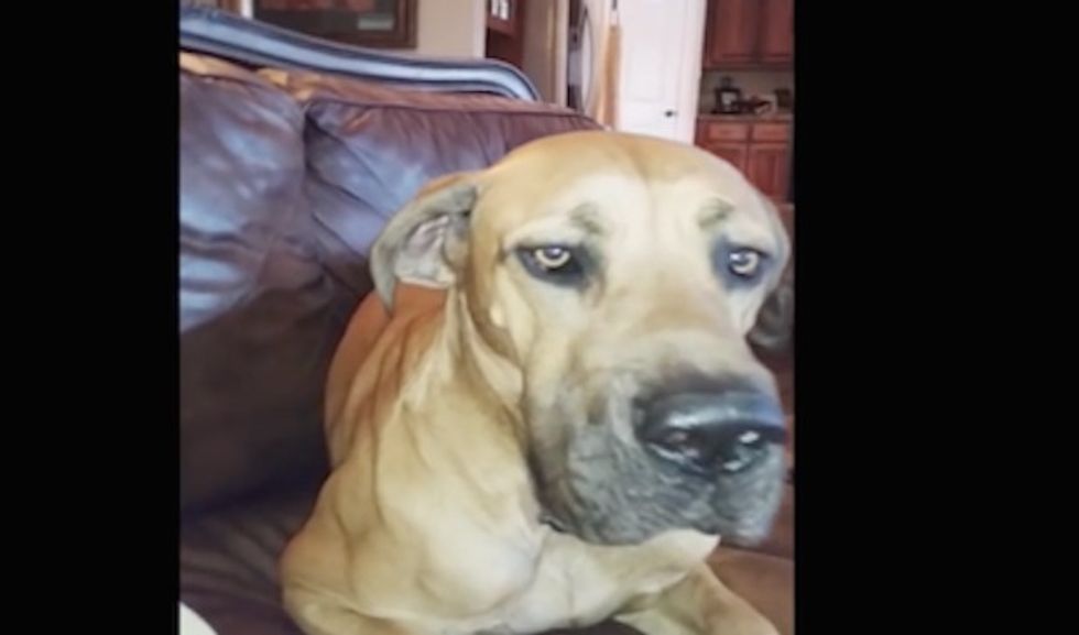 Distraction: Dog caught hiding an entire sandwich in his mouth 
