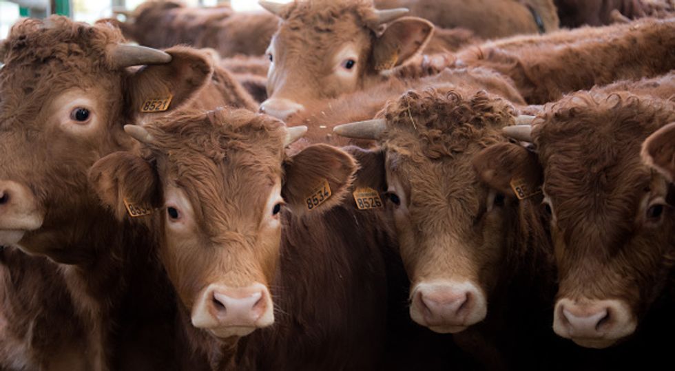 35,000 Dairy Cows Dead in Bizarre Texas Blizzard