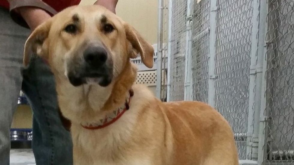 He Waited for You': Animal Shelter Rips 'Callous POS' Owner Who Left Dog on Side of the Road