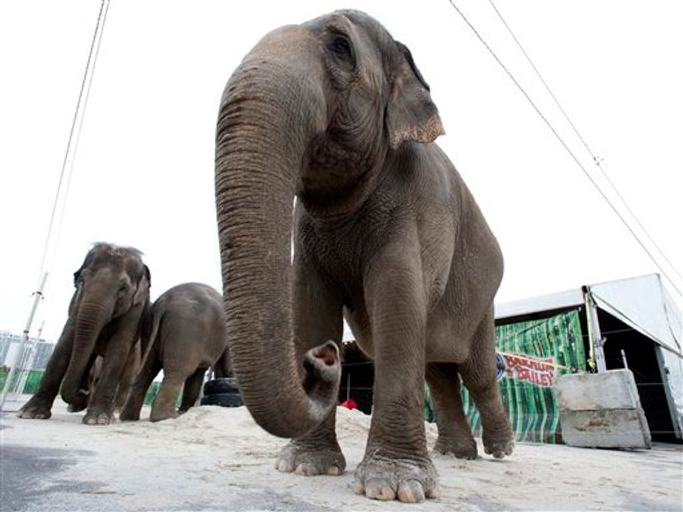 Famous Circus Elephants to Retire Early Amid Animal Cruelty Claims