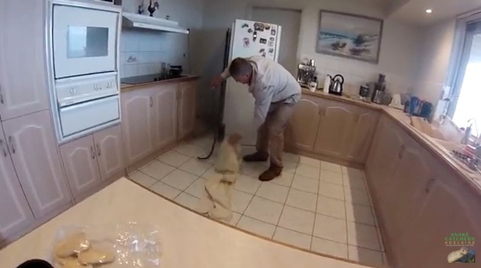 Pregnant Snake Nestled Under the Fridge in an Australian Home — Watch its Capture