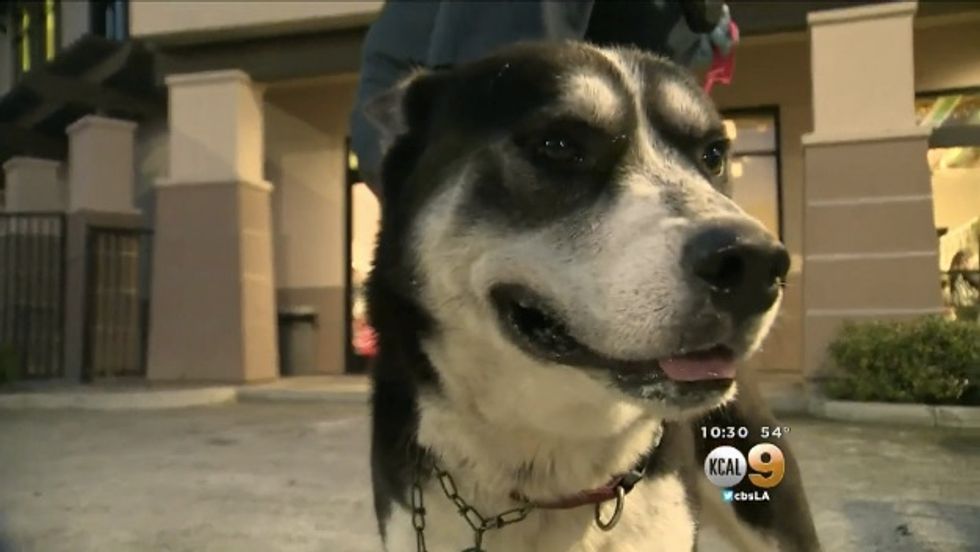 Arkansas Family Finds Lost Dog After Two Years. You Won't Believe Where He Wound Up.