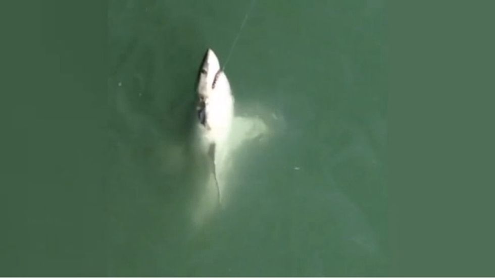 WATCH: California Fisherman Was Not Prepared for This Deadly Catch