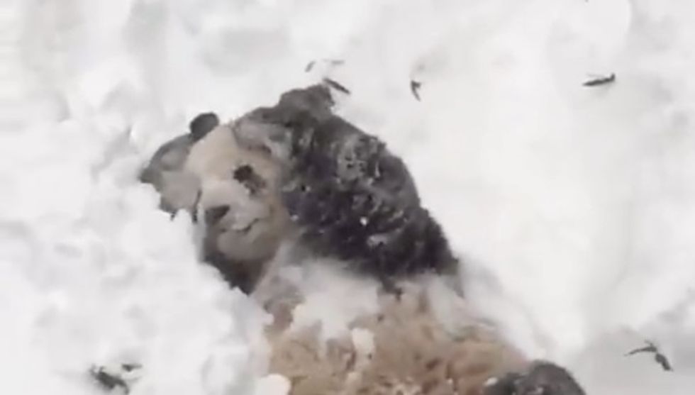 Not Everyone in Washington, D.C. is Upset by the Snowstorm