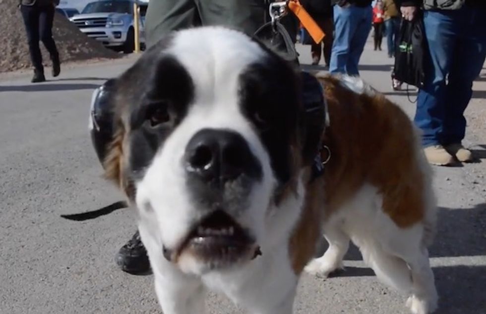Wounded Combat Vet Says Service Dogs Are in Dire Need of Improved Ear Protection: 'We Need Something Better